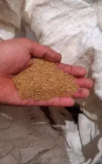 بذر یونجه  بوجاری شده  تمیز