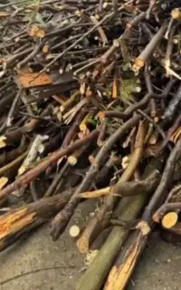 خرید درختان باغی و پاکسازی کامل باغ