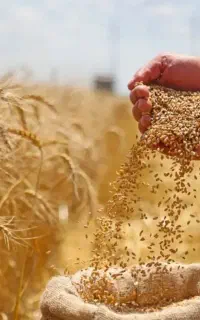 کشاورز گندم‌کار قبل از بذرپاشی این رو ببین