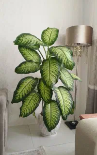 گل دیفن باخیا