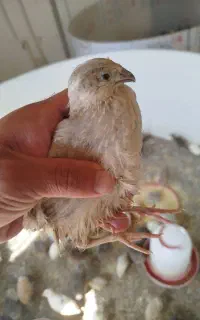 بلدرچین و جوجه بلدرچین