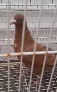 فرش رنگ قرمز طرح کبوتر