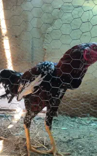 خروس لاری چابهاری