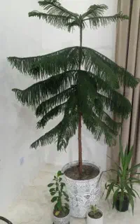 کاج مطبق