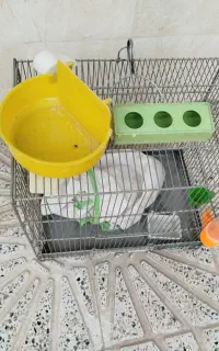 قفس