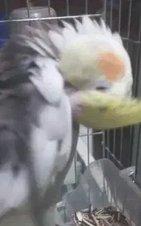 گمشده