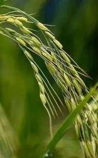 فروش برنج هاشمی واقعی ۳۳۵ تومان مقطوع