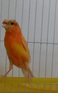 قناری ماده رد فاکتور آماده