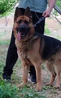 سگ ژرمن