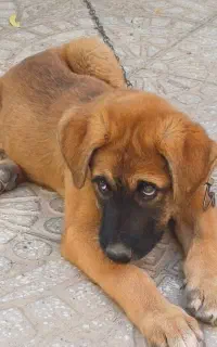 فروش سگ