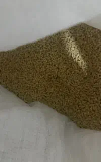 بذر اسفناج خارجی