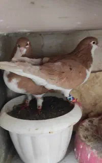سده زرد هفترنگ