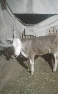 گوساله ماده دوعددسمنتال