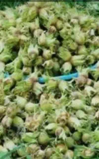 فندق‌کار / چرا درختت ۳۰ کیلو فندق، بار نمی‌ده