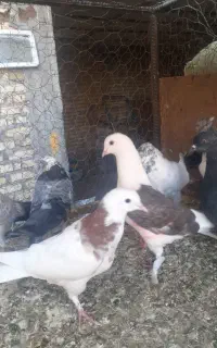گرفتنی جوجه