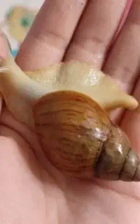 حلزون تراپی