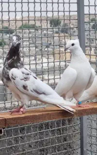 کبوتر پرشی