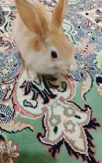 خرگوش پشمالو خانگی هست