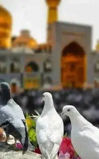 تور 28صفر مشهد قیمت استثنایی