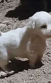سگ پاکوتا