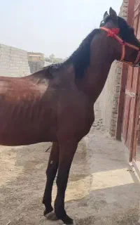 اسب کرد
