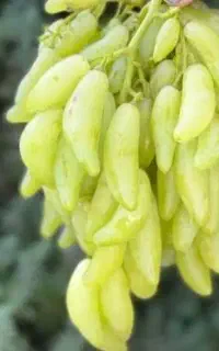 فقط نژادهای برتر جهانی انگور، انار، انجیر گیلاس