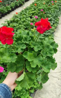 کارگر ساده خانم