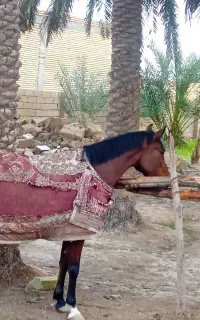 شادگان