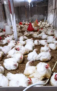 مرغ گوشتی ‌‌ماشینی اورگانیک