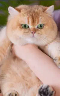 بازار گربه بریتیش گلد کیفیت بالا