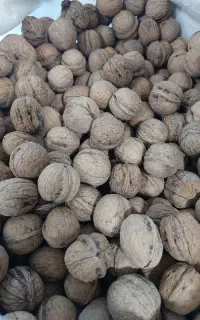 گردو  پسته خام