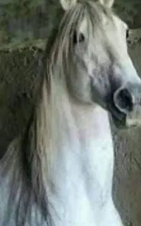 سلام اسب کورد درجه یکباشجره بزرگ
