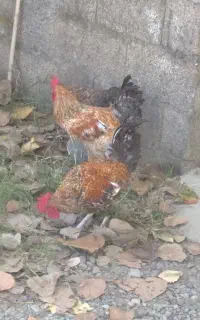 خروس
