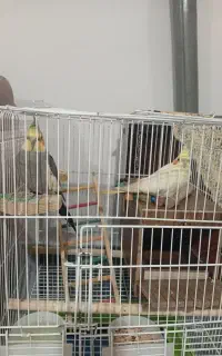 عروس هلندی نر و ماده