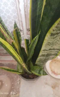 گل و گیاه