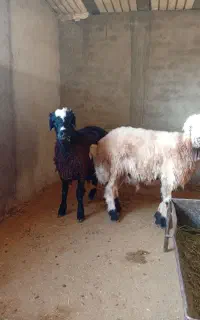بره قوچ