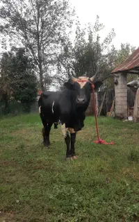 ورزا چالوسی