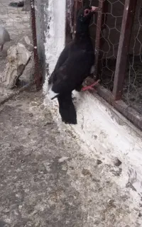 کبوتر ماده زاغ پر قلط چشم سیاه