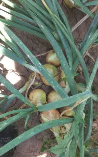 پیاز درجه یک دزفول