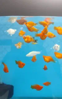 آکواریم ماهی گیاه