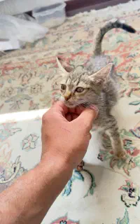 اهدای بچه گربه ۳ماهه