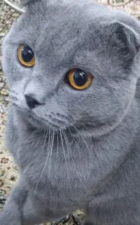 گربه ناز نژاد اسکاتیش