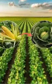 تغذیه گیاه توسط کود کاملاً ارگانیک