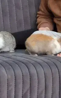 دوعدد خرگوش با قفس و غدای مخصوص