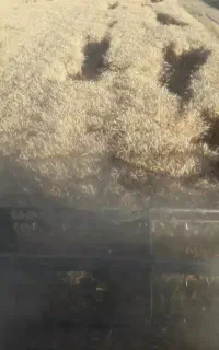 فروش گندوم