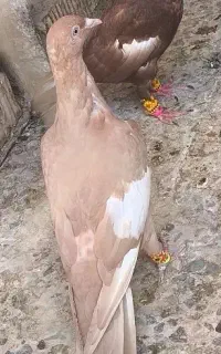 سرک زرد