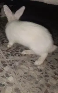 خرگوش