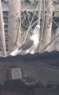 کفتر جفت