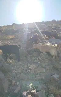 بزغاله نر و ماده