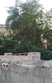 اره‌برقی‌برای‌قطع‌‌درخت‌ونخل‌درخدمتم